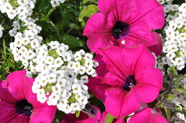 Pulsa para ver la imagen a tamaño completo