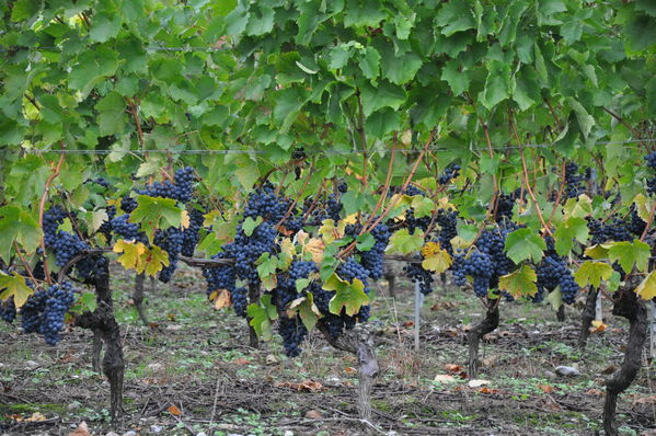 Pulsa para ver la imagen a tamaño completo