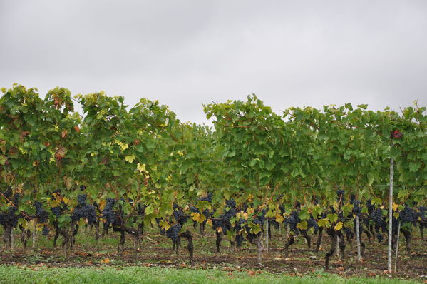 Pulsa para ver la imagen a tamaño completo