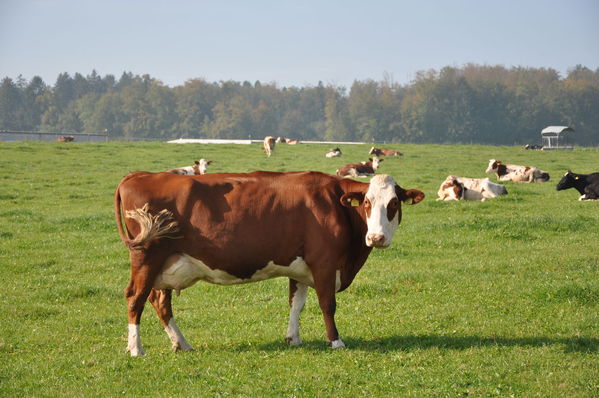 Pulsa para ver la imagen a tamaño completo