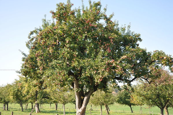 Pulsa para ver la imagen a tamaño completo