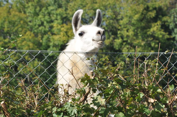 Pulsa para ver la imagen a tamaño completo