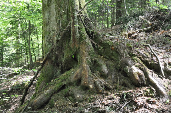 Pulsa para ver la imagen a tamaño completo