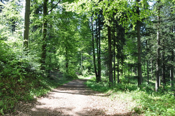 Pulsa para ver la imagen a tamaño completo